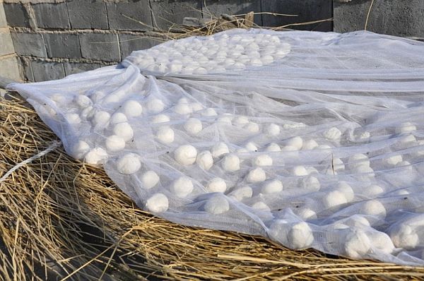 Um die getrockneten Kaschk-Klumpen wieder in Joghurt zurückzuverwandeln, werden sie über Nacht in Wasser eingeweicht